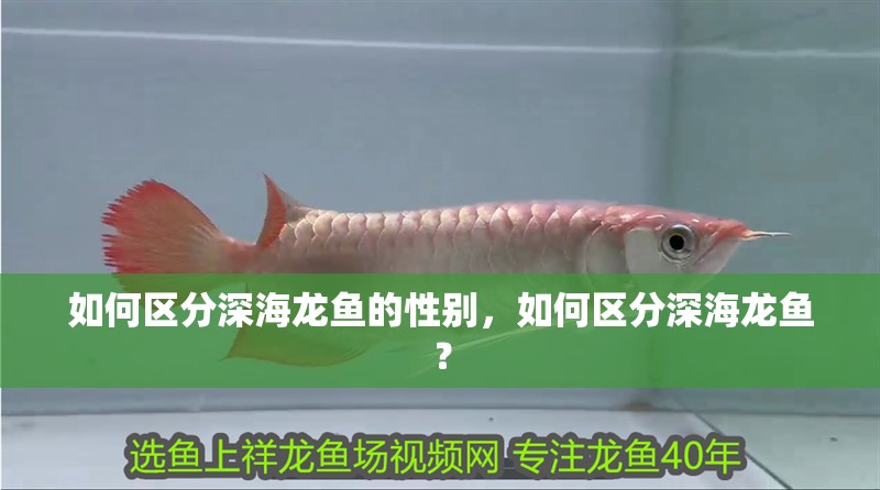 如何區分深海龍魚的性別，如何區分深海龍魚？