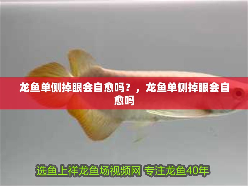 龍魚單側掉眼會自愈嗎？，龍魚單側掉眼會自愈嗎