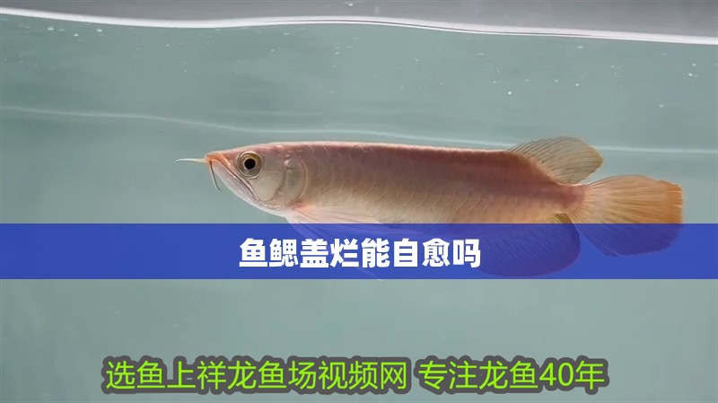 魚鰓蓋爛能自愈嗎