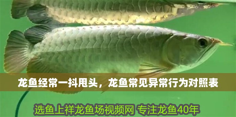 龍魚經(jīng)常一抖甩頭，龍魚常見(jiàn)異常行為對(duì)照表