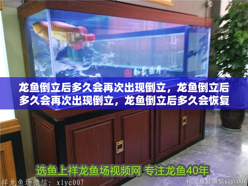 龍魚倒立后多久會再次出現(xiàn)倒立，龍魚倒立后多久會再次出現(xiàn)倒立，龍魚倒立后多久會恢復(fù)正常