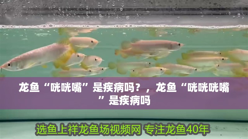 龍魚“咣咣嘴”是疾病嗎？，龍魚“咣咣咣嘴”是疾病嗎