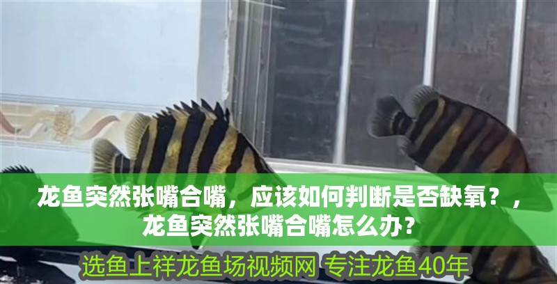 龍魚突然張嘴合嘴，應該如何判斷是否缺氧？，龍魚突然張嘴合嘴怎么辦？