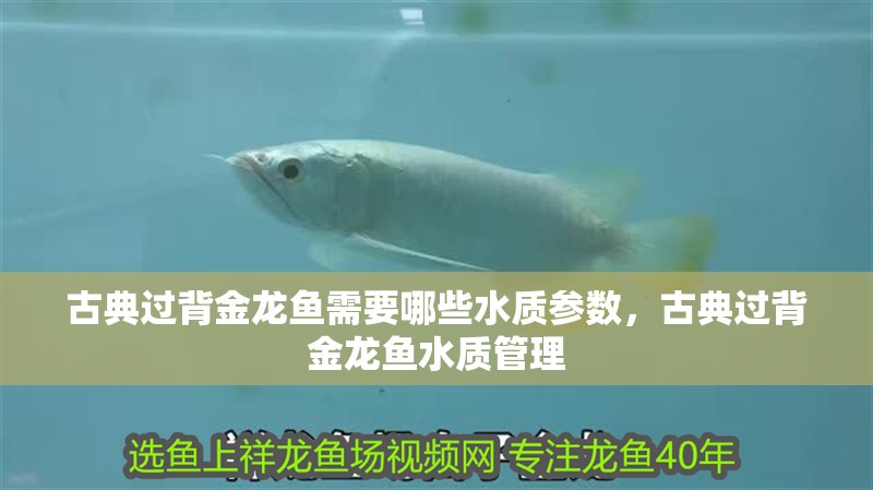 古典過背金龍魚需要哪些水質參數，古典過背金龍魚水質管理
