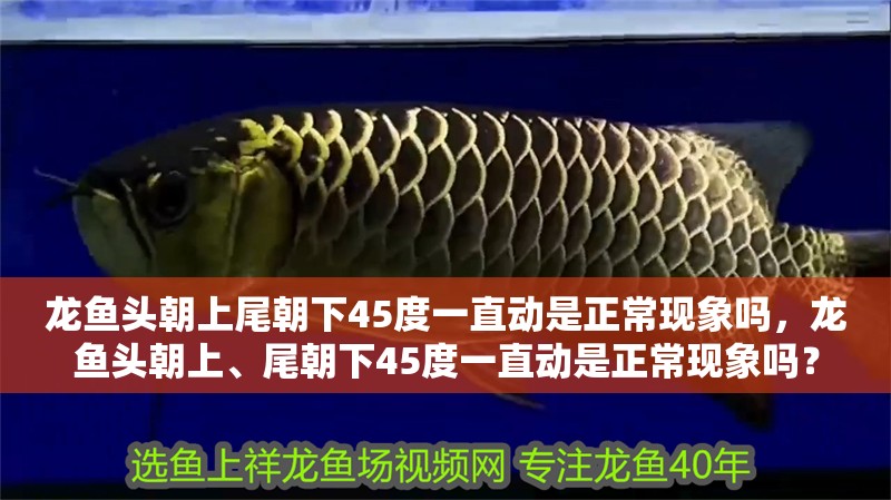 龍魚頭朝上尾朝下45度一直動是正常現象嗎，龍魚頭朝上、尾朝下45度一直動是正常現象嗎？
