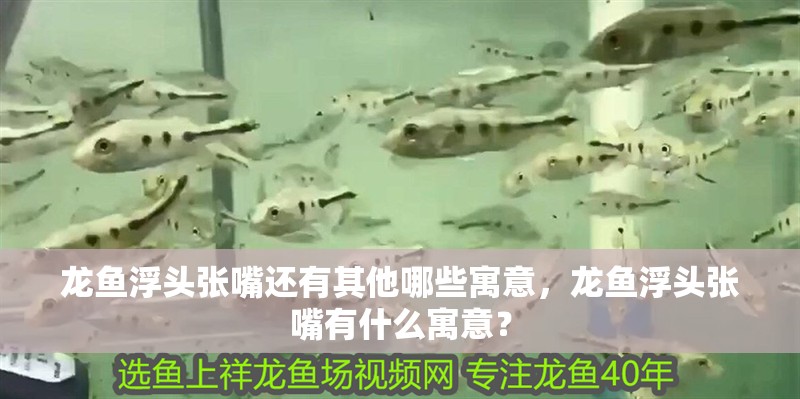 龍魚浮頭張嘴還有其他哪些寓意，龍魚浮頭張嘴有什么寓意？