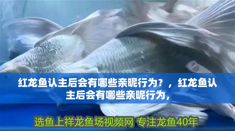 紅龍魚認(rèn)主后會有哪些親昵行為？，紅龍魚認(rèn)主后會有哪些親昵行為，