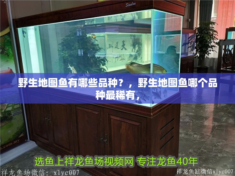 野生地圖魚有哪些品種？，野生地圖魚哪個品種最稀有，