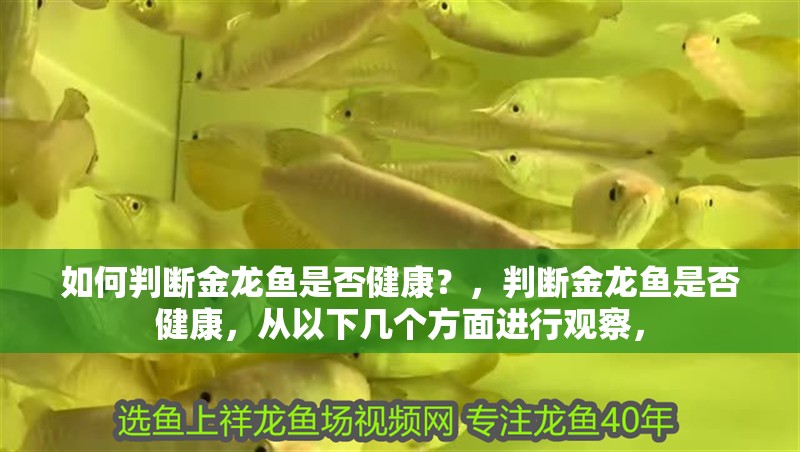 如何判斷金龍魚是否健康？，判斷金龍魚是否健康，從以下幾個方面進行觀察，