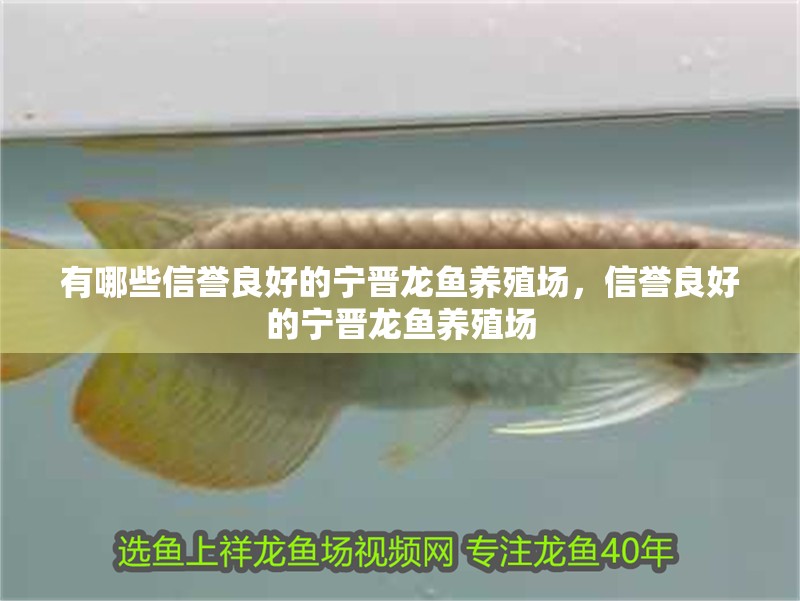 有哪些信譽良好的寧晉龍魚養殖場，信譽良好的寧晉龍魚養殖場