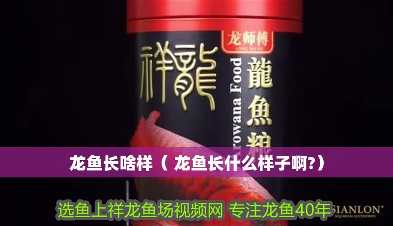 龍魚長啥樣（ 龍魚長什么樣子啊?）