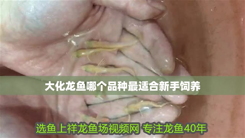 大化龍魚哪個品種最適合新手飼養(yǎng)