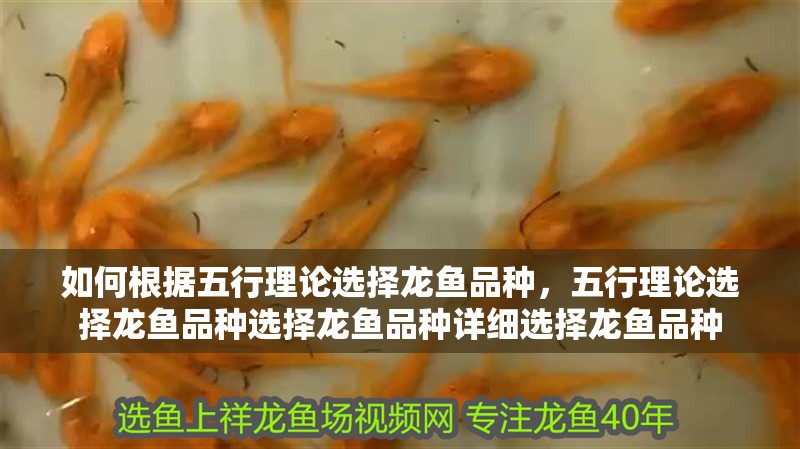 如何根據五行理論選擇龍魚品種，五行理論選擇龍魚品種選擇龍魚品種詳細選擇龍魚品種