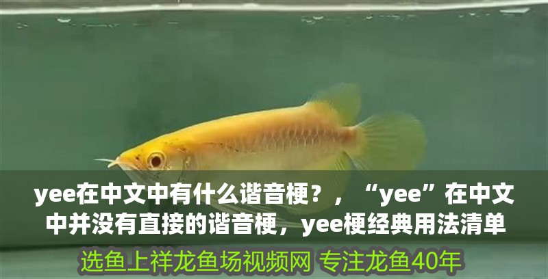 yee在中文中有什么諧音梗？，“yee”在中文中并沒有直接的諧音梗，yee梗經(jīng)典用法清單
