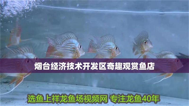 煙臺經(jīng)濟技術(shù)開發(fā)區(qū)奇趣觀賞魚店