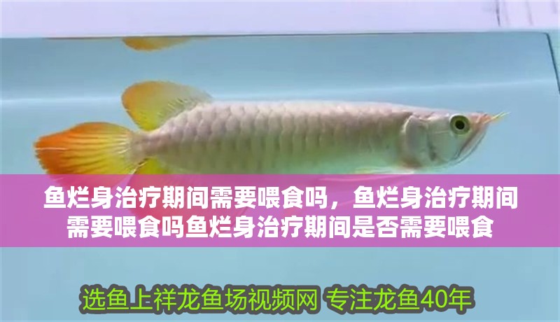 魚爛身治療期間需要喂食嗎，魚爛身治療期間需要喂食嗎魚爛身治療期間是否需要喂食