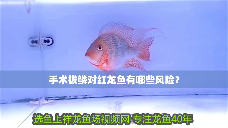 手術拔鱗對紅龍魚有哪些風險？