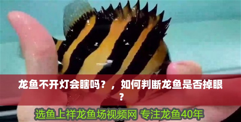 龍魚不開燈會瞎嗎？，如何判斷龍魚是否掉眼？