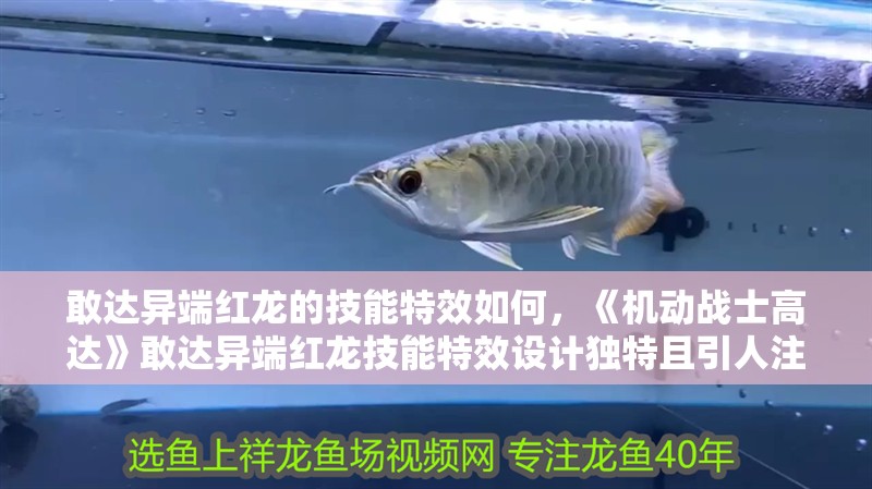 敢達異端紅龍的技能特效如何，《機動戰士高達》敢達異端紅龍技能特效設計獨特且引人注目