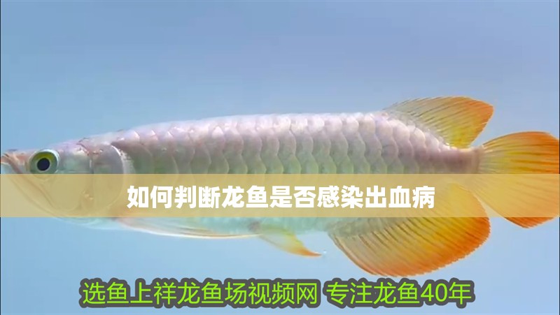 如何判斷龍魚是否感染出血病
