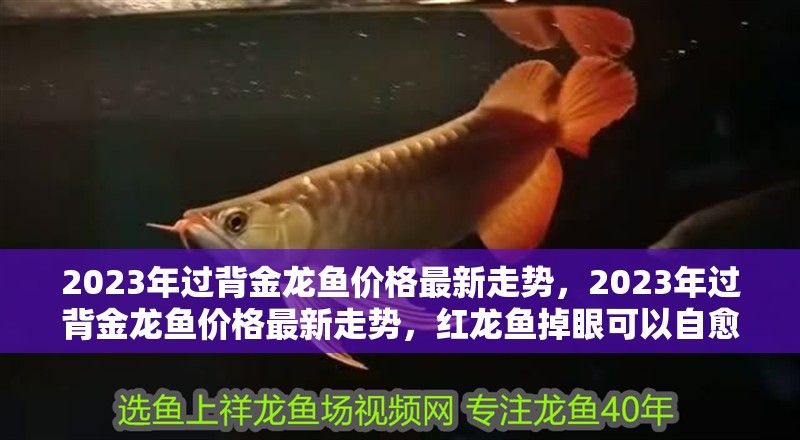 2023年過背金龍魚價(jià)格最新走勢，2023年過背金龍魚價(jià)格最新走勢，紅龍魚掉眼可以自愈嗎
