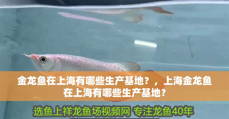 金龍魚在上海有哪些生產(chǎn)基地？，上海金龍魚在上海有哪些生產(chǎn)基地？