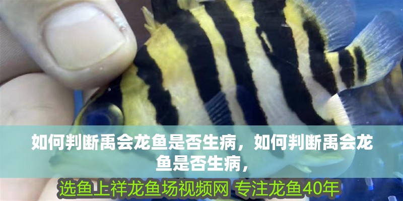 如何判斷禹會(huì)龍魚是否生病，如何判斷禹會(huì)龍魚是否生病，