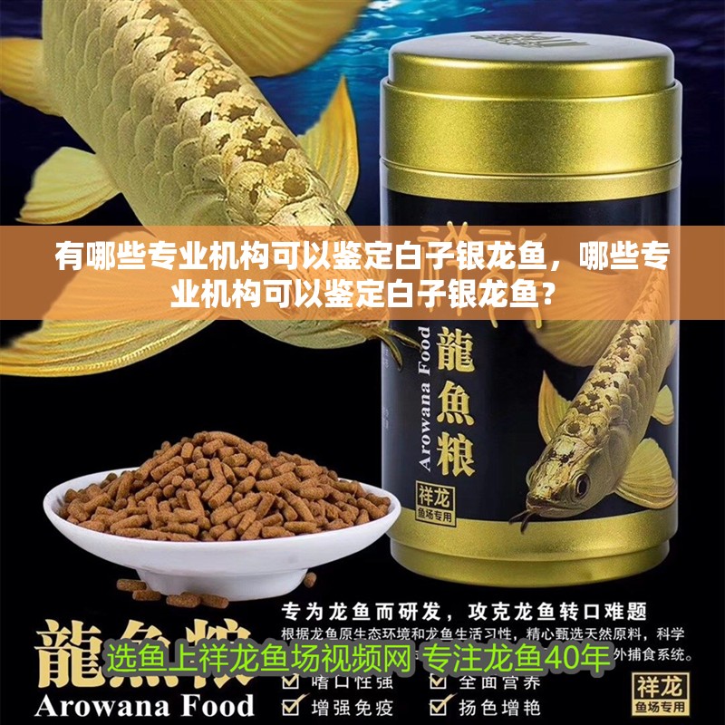 有哪些專業(yè)機(jī)構(gòu)可以鑒定白子銀龍魚，哪些專業(yè)機(jī)構(gòu)可以鑒定白子銀龍魚？