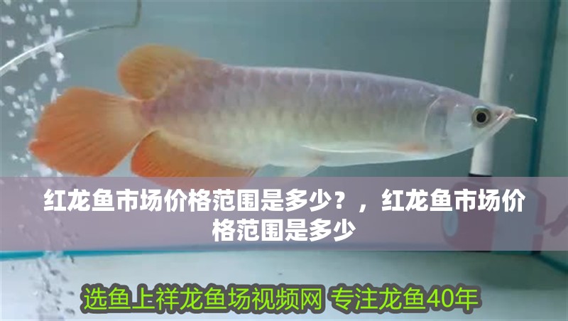 紅龍魚市場價格范圍是多少？，紅龍魚市場價格范圍是多少