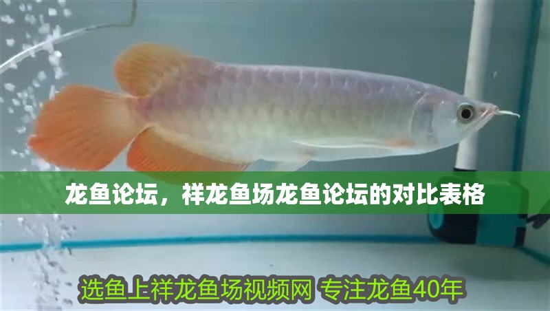 龍魚論壇，祥龍魚場龍魚論壇的對比表格