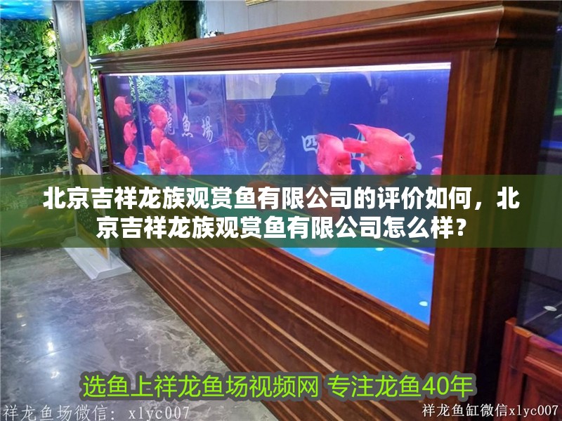 北京吉祥龍族觀賞魚有限公司的評價如何，北京吉祥龍族觀賞魚有限公司怎么樣？