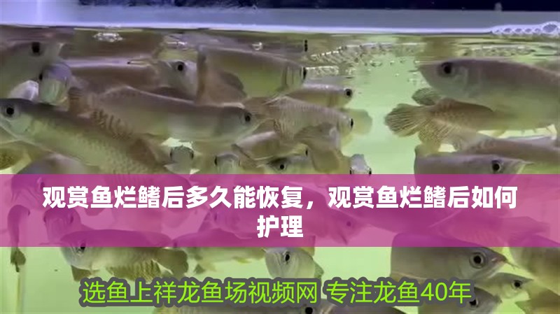 觀賞魚爛鰭后多久能恢復，觀賞魚爛鰭后如何護理