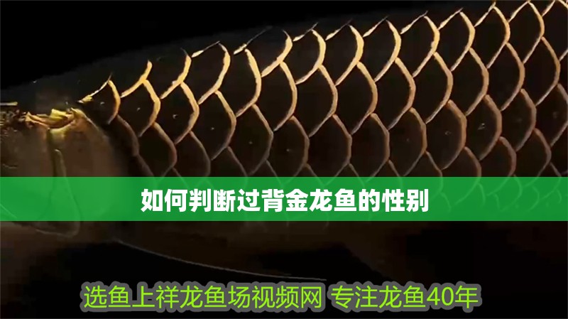 如何判斷過背金龍魚的性別
