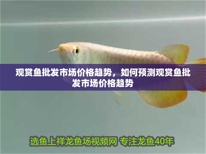 觀賞魚批發市場價格趨勢，如何預測觀賞魚批發市場價格趨勢
