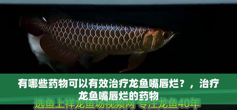 有哪些藥物可以有效治療龍魚嘴唇爛？，治療龍魚嘴唇爛的藥物