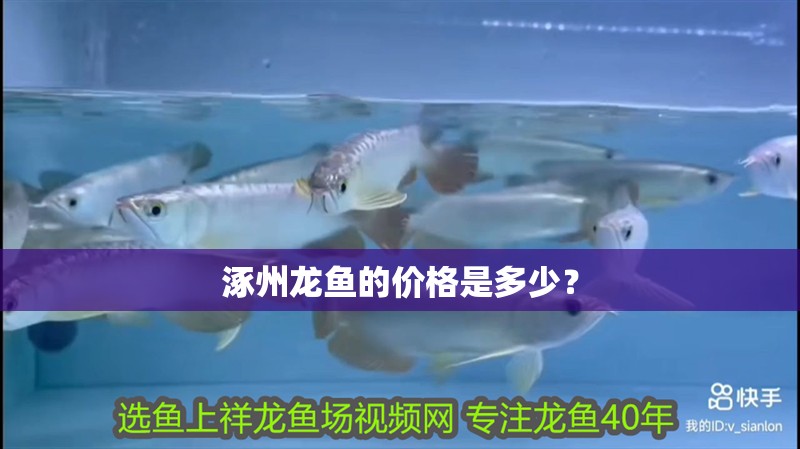 涿州龍魚的價格是多少？