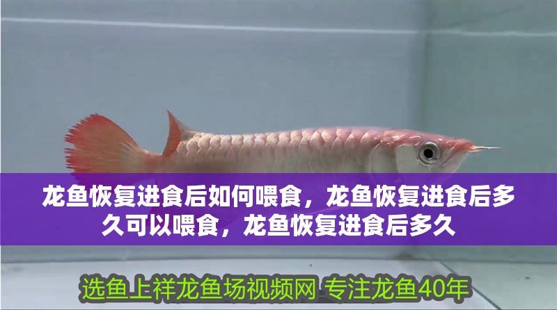 龍魚恢復進食后如何喂食，龍魚恢復進食后多久可以喂食，龍魚恢復進食后多久