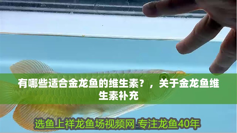 有哪些適合金龍魚的維生素？，關于金龍魚維生素補充
