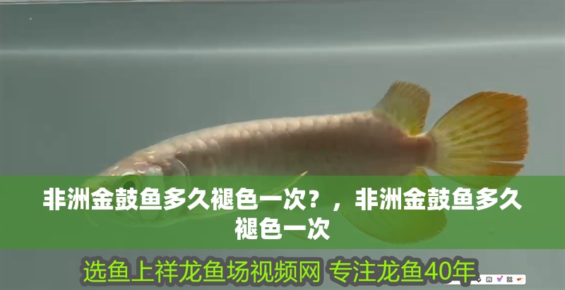 非洲金鼓魚多久褪色一次？，非洲金鼓魚多久褪色一次