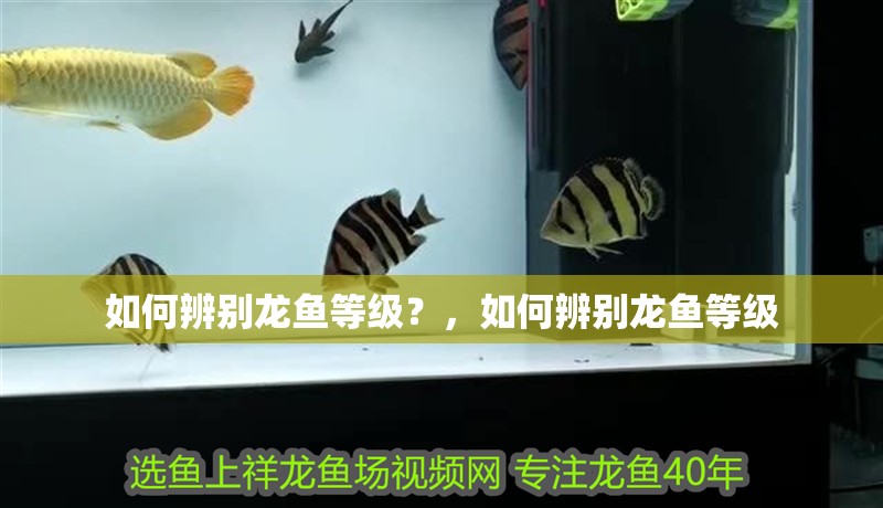 如何辨別龍魚等級？，如何辨別龍魚等級