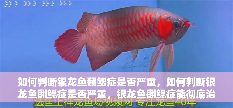 如何判斷銀龍魚翻鰓癥是否嚴重，如何判斷銀龍魚翻鰓癥是否嚴重，銀龍魚翻鰓癥能徹底治愈嗎
