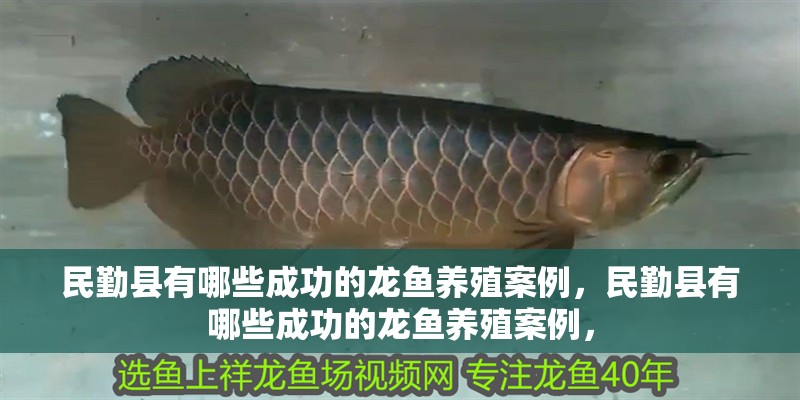 民勤縣有哪些成功的龍魚養(yǎng)殖案例，民勤縣有哪些成功的龍魚養(yǎng)殖案例，