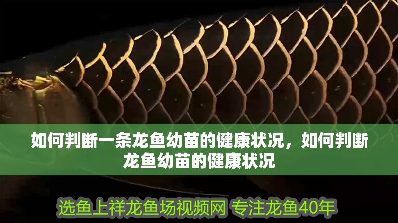 如何判斷一條龍魚幼苗的健康狀況，如何判斷龍魚幼苗的健康狀況