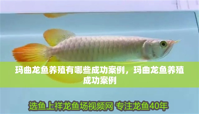 瑪曲龍魚養殖有哪些成功案例，瑪曲龍魚養殖成功案例