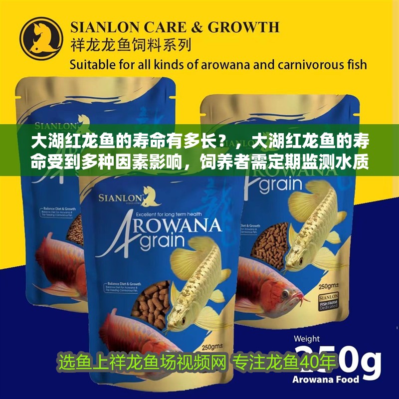 大湖紅龍魚的壽命有多長？，大湖紅龍魚的壽命受到多種因素影響，飼養者需定期監測水質