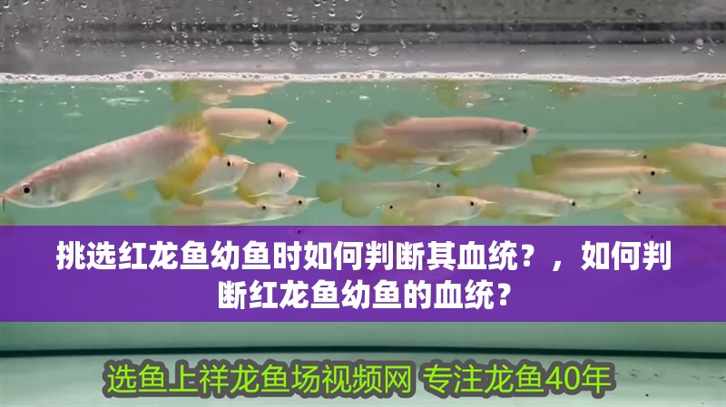 挑選紅龍魚幼魚時如何判斷其血統(tǒng)？，如何判斷紅龍魚幼魚的血統(tǒng)？