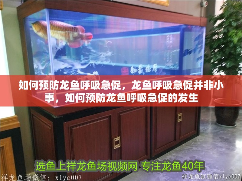 如何預防龍魚呼吸急促，龍魚呼吸急促并非小事，如何預防龍魚呼吸急促的發生