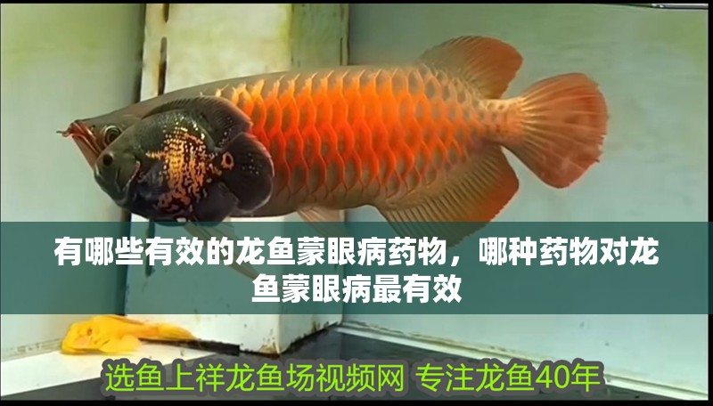 有哪些有效的龍魚蒙眼病藥物，哪種藥物對龍魚蒙眼病最有效