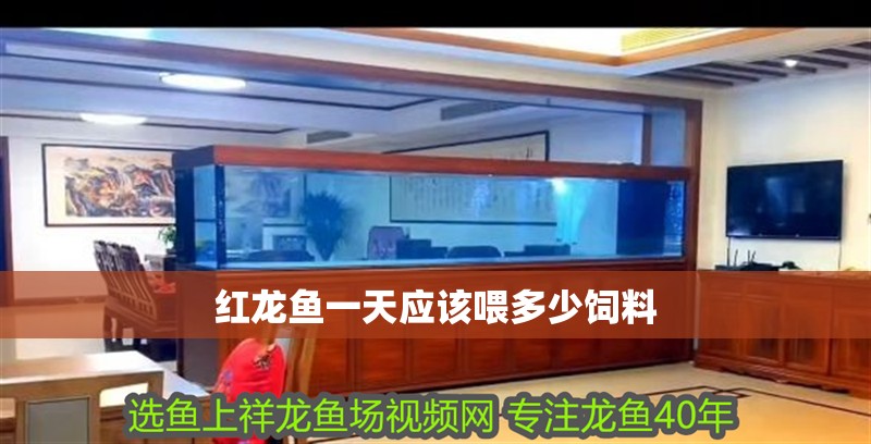 紅龍魚一天應該喂多少飼料