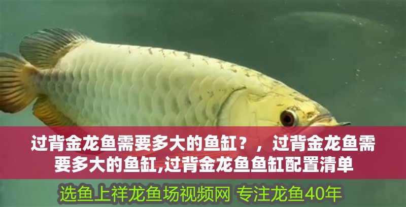 過背金龍魚需要多大的魚缸？，過背金龍魚需要多大的魚缸,過背金龍魚魚缸配置清單